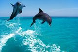 Like Preschool Buddies, Man Dolphins That Maintain Relationships Can Live Longer