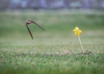 SWIFT’s Multi-Chain Era: How Does XRP & XLM Fit In?