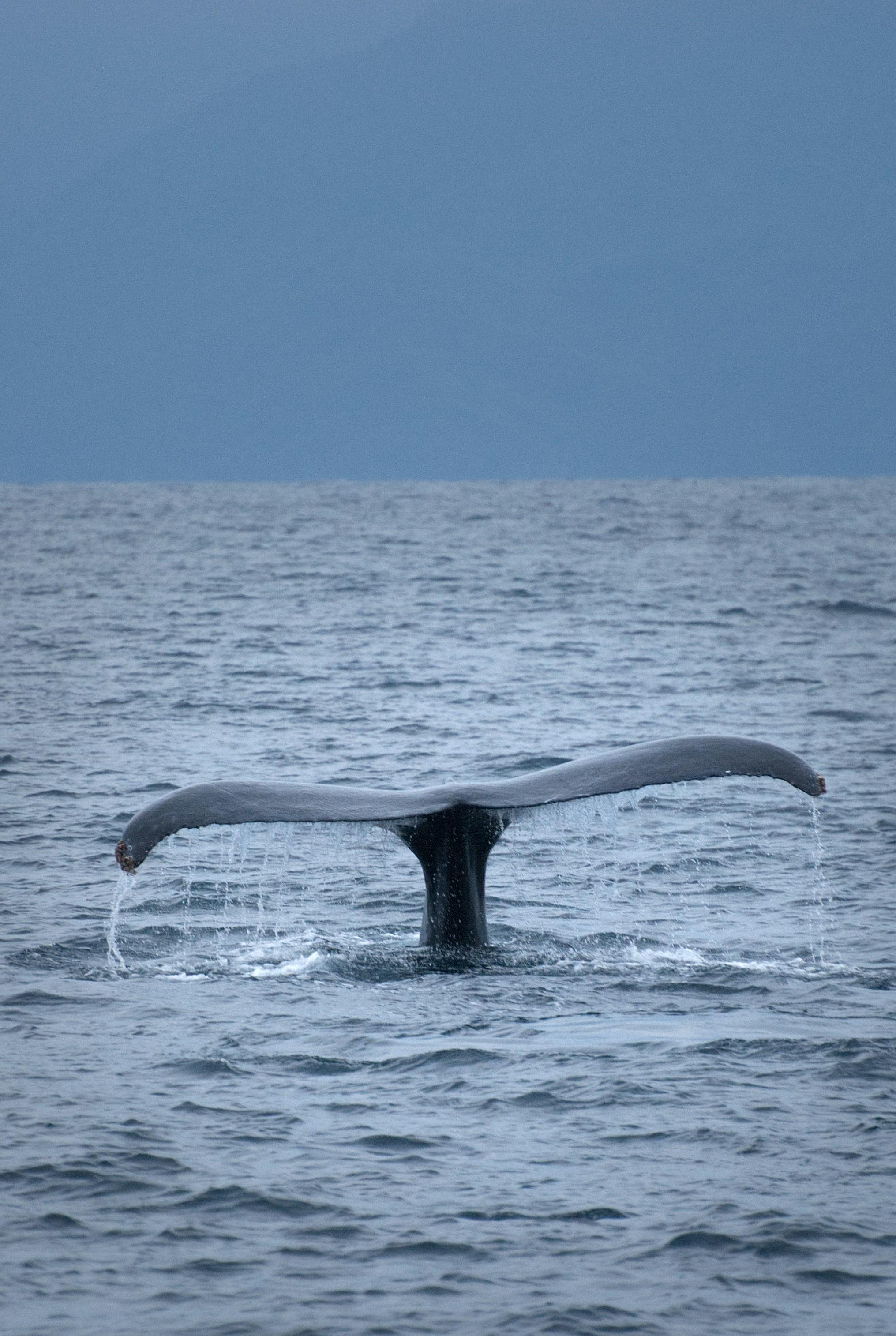 Whale Movements Shake Hyperliquid Market Dynamics