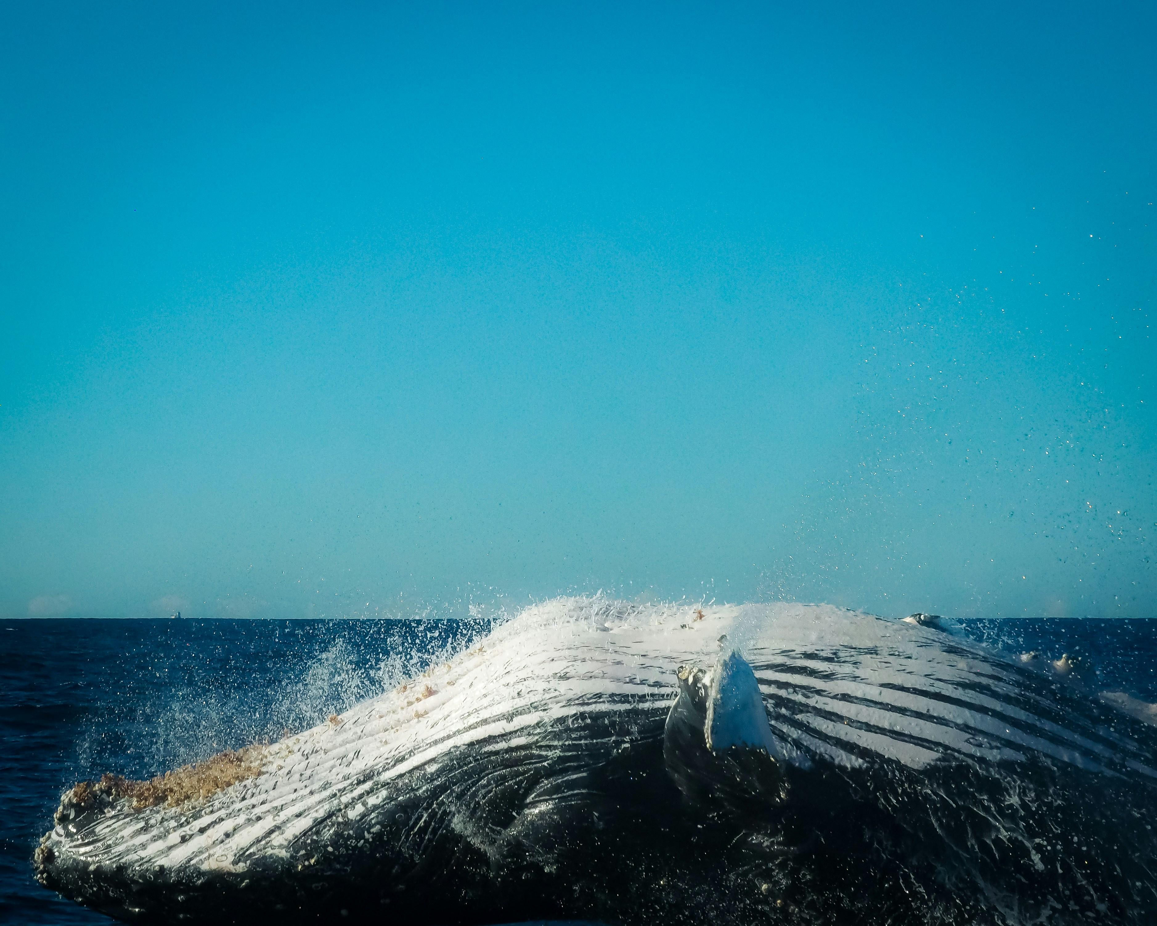 Expert Tips for Navigating Whale-Driven Volatility on Hyperliquid