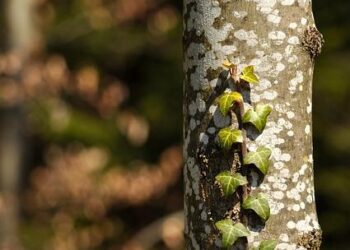 Hedera rebounds 20% as demand returns – Is HBAR’s reversal in play?