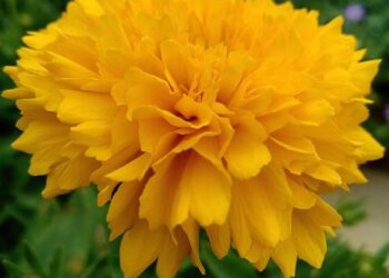 From Meme Coins to DeFi Dominance: How Solana Overtook Ethereum’s Early Growth Curve