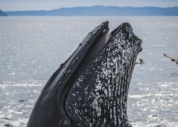 New Year Trends: Solana Whale Activity Signals Potential Rally While MSTR Faces Scrutiny