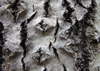 Ethereum Bearish Sentiment Intensifies As Taker Buy Sell Ratio Drops