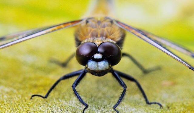 First Spot ETFs for Solana, Litecoin, and HBAR Set to Debut Amid SEC Clarity