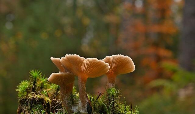 Ethereum Hits Multi-Year Accumulation High While Price Action Remains Under Pressure