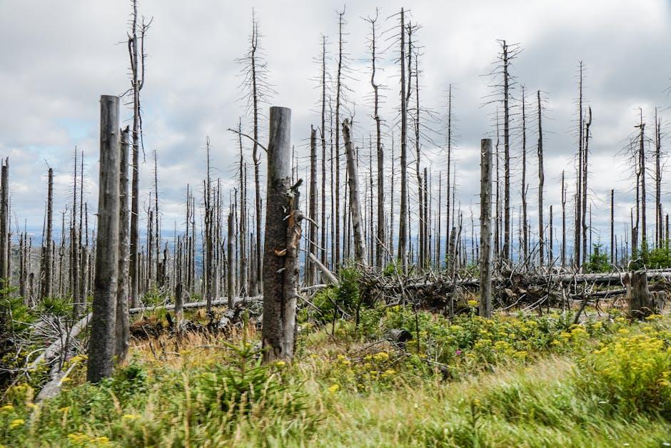 Expert Analysis Explores Solana’s Potential Recovery Path and Investor Sentiment