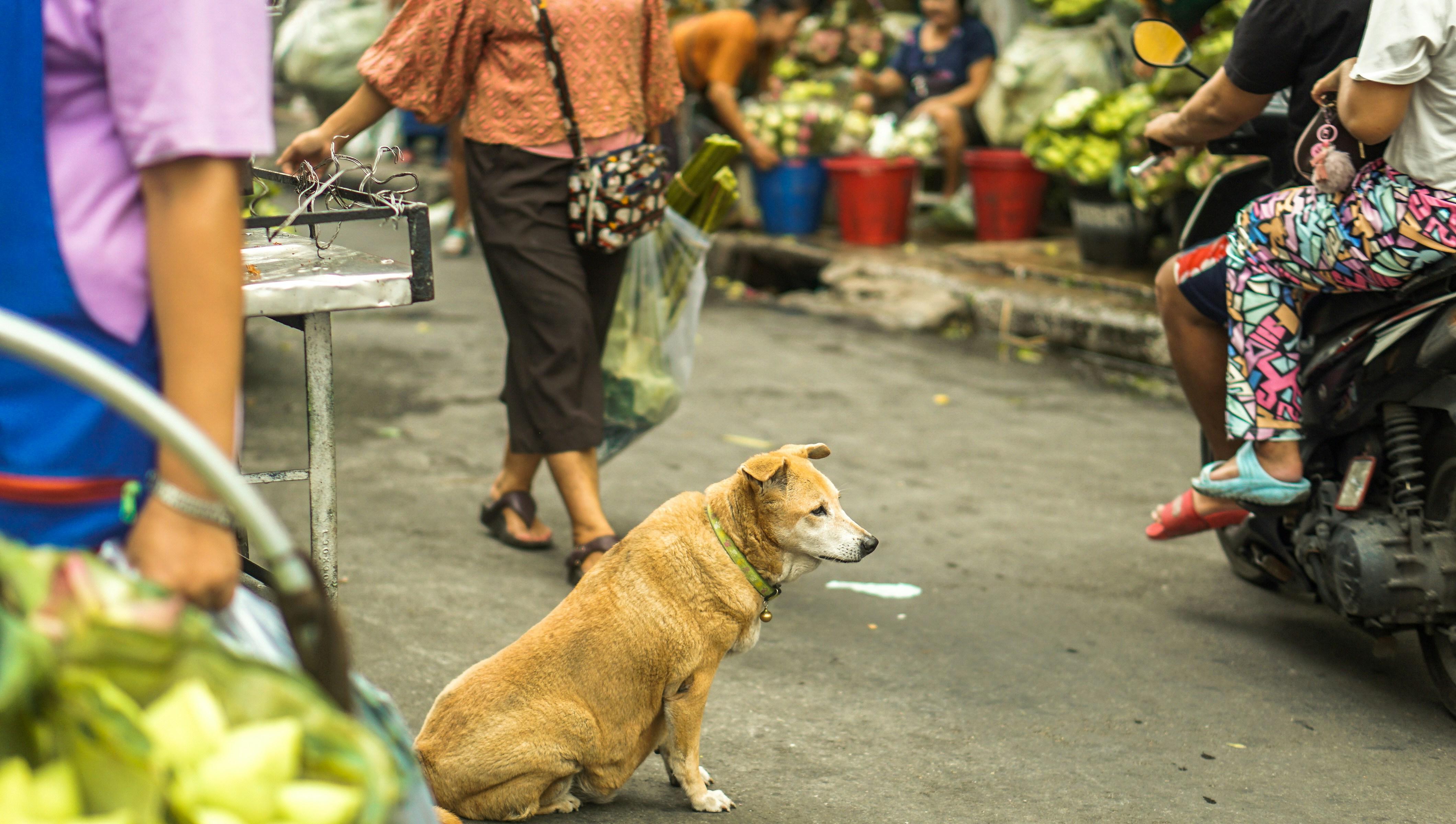 Strategic Approaches for Investors Navigating Dogecoin’s Stagnant Price Zone