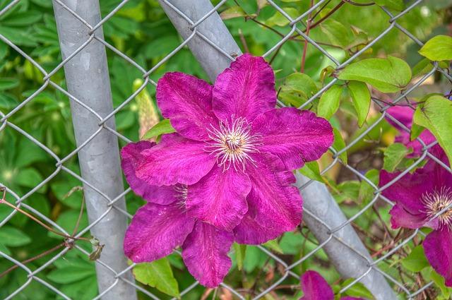 Analyzing Volume and Market Sentiment Driving the Breakout