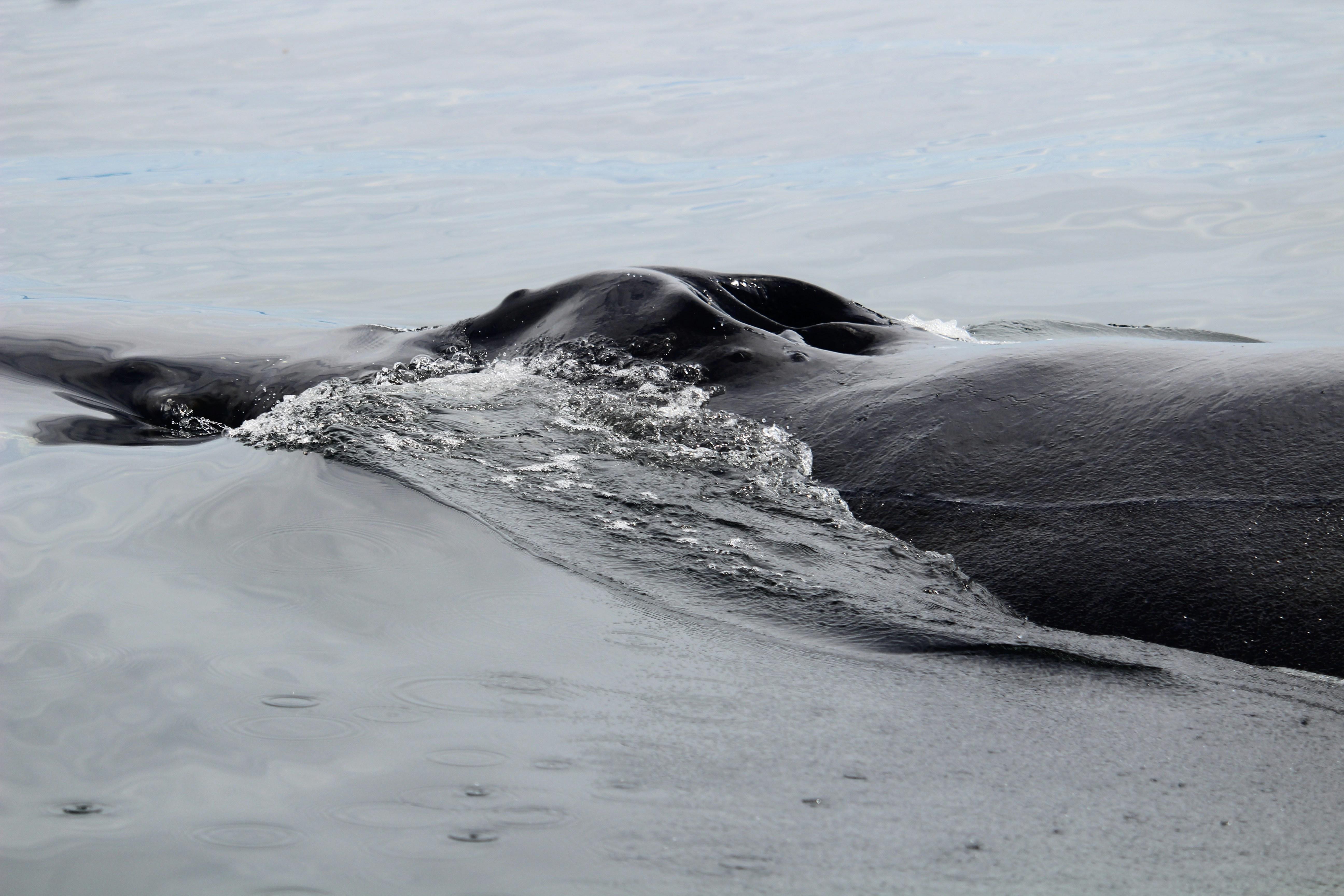Analyzing Whale Accumulation Patterns and Their Impact on Market Dynamics