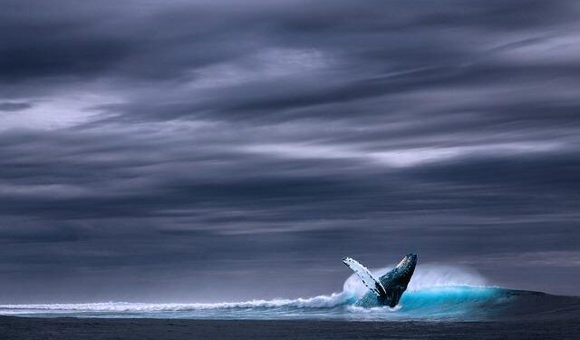 Dogecoin Surges 6% As Whales Scoop Up 470 Million DOGE